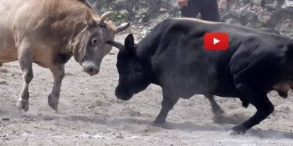 İspir'de boğa güreşleri nefes kesti
