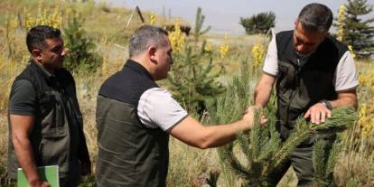 Palandöken ve Konaklı'daki ağaçlandırma sahaları incelendi